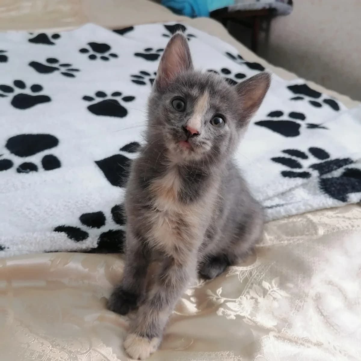 Kotyata v dar (Котята в дар), Mixed Breed (Kotyata Darom)