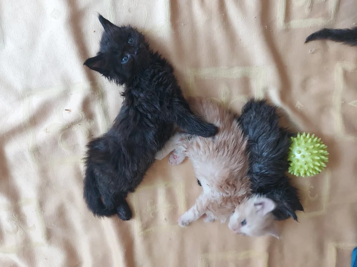 Meyn-kun (Мейн-кун), Mixed Breed (Kotyata Darom)
