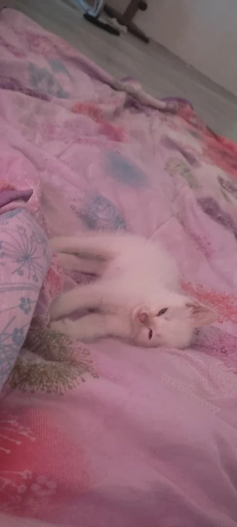 Kotёnok ishtet dom (Котёнок ищет дом), Mixed Breed (Kotyata Darom)