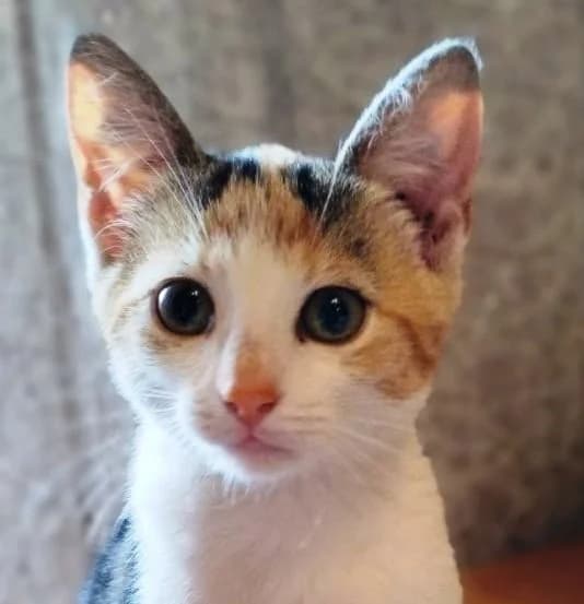 Kotёnok ishtet dom (Котёнок ищет дом), Mixed Breed (Kotyata Darom)