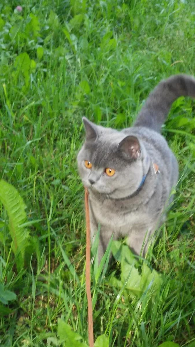Britanskiy kot Tima 6 let v khoroshie ruki (Британский кот Тима 6 лет в хорошие руки), Mixed Breed (Kotyata Darom)