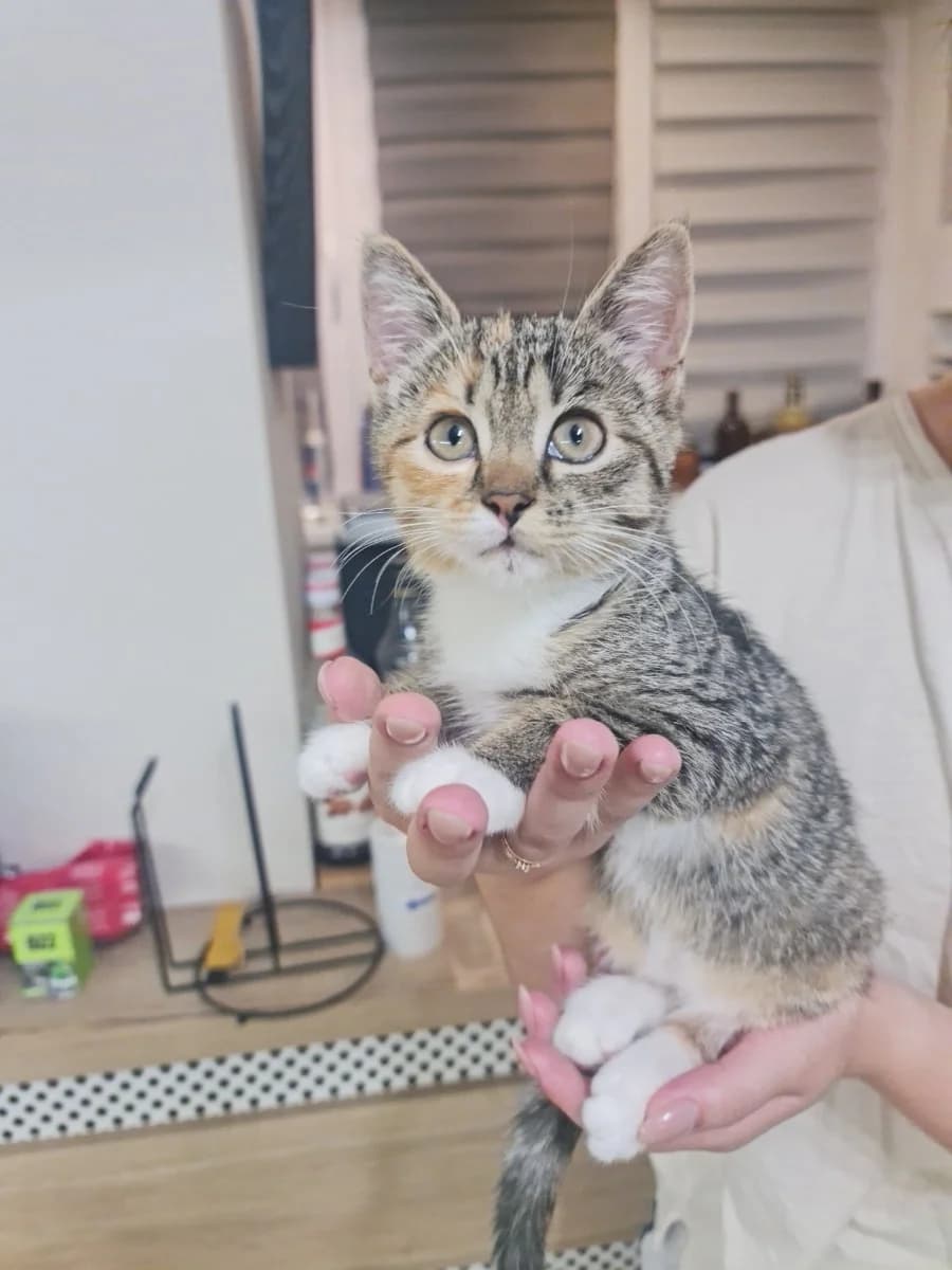 Kotenok 3-ekh tsvetnyy devochka (Котенок 3-ех цветный девочка), Mixed Breed (Kotyata Darom)