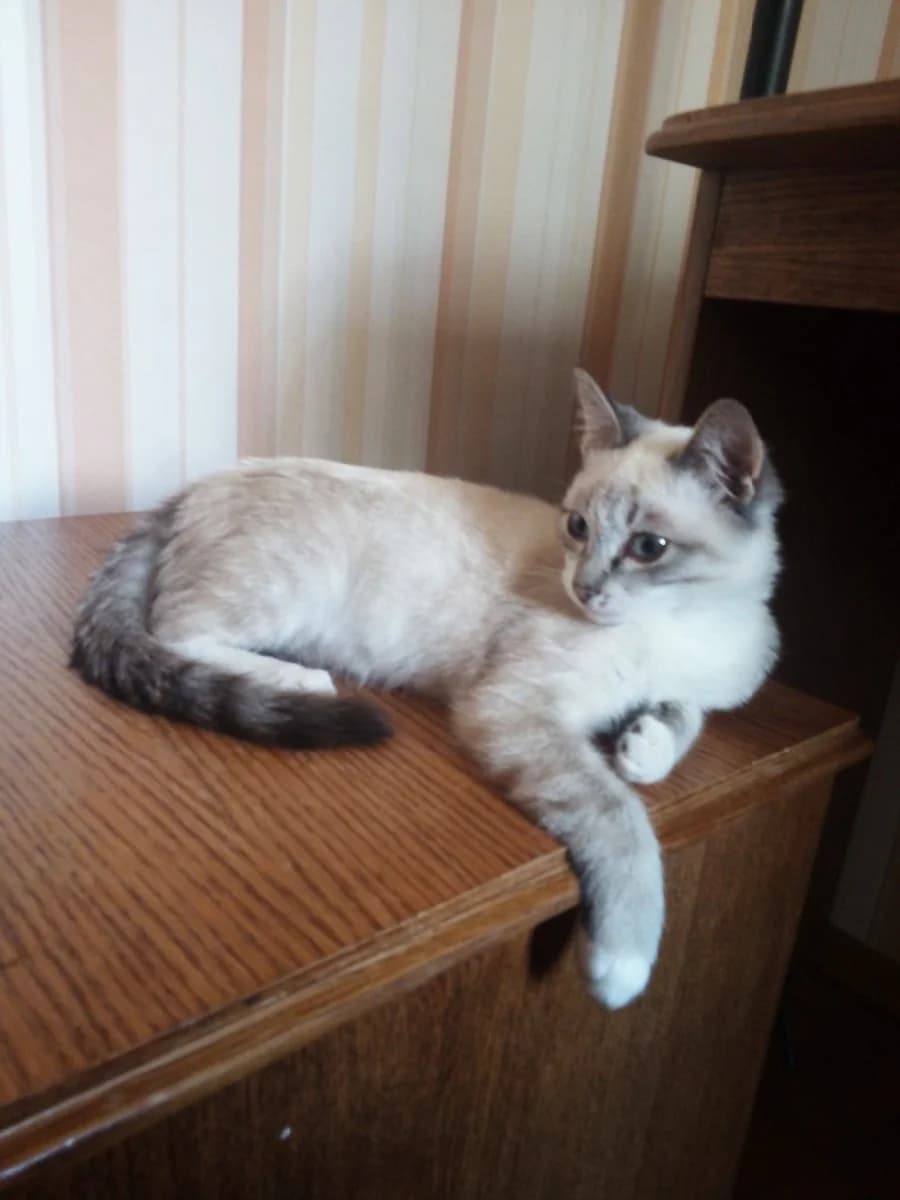Kotenok v dar (Котенок в дар), Mixed Breed (Kotyata Darom)