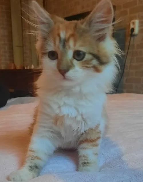 Molodaya koshechka v dar (Молодая кошечка в дар), Mixed Breed (Kotyata Darom)