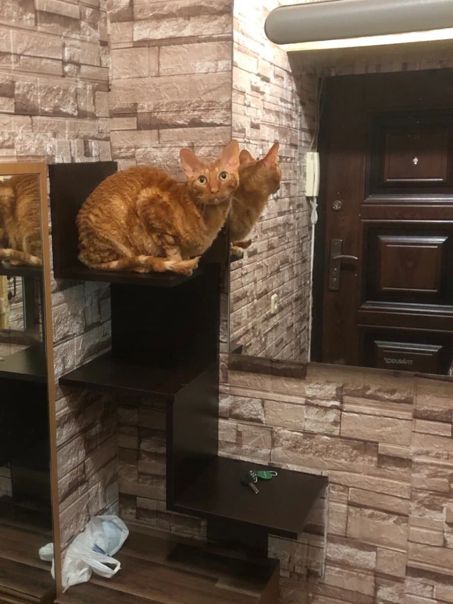 Spasite kota (Спасите кота), Mixed Breed (Kotyata Darom)