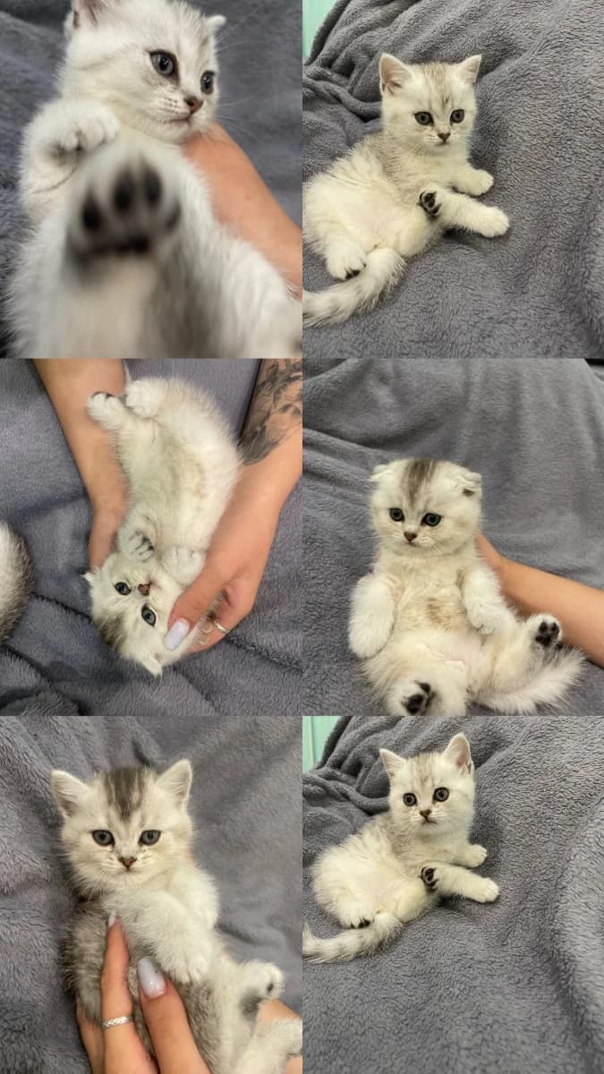 Shotlandskie visloukhie kotyata (Шотландские вислоухие котята), Mixed Breed (Kotyata Darom)