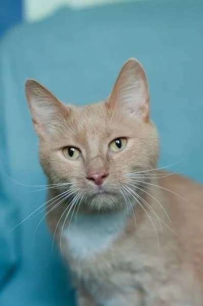 kot Yunis - sladkiy nos (кот Юнис - сладкий нос), Mixed Breed (Kotyata Darom)