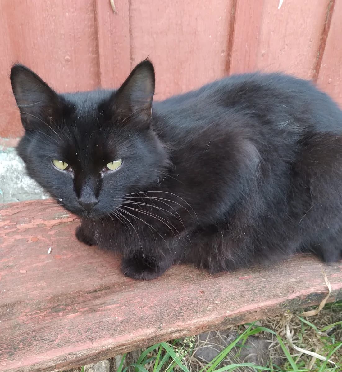 koshka v khoroshie ruki (кошка в хорошие руки), Mixed Breed (Kotyata Darom)