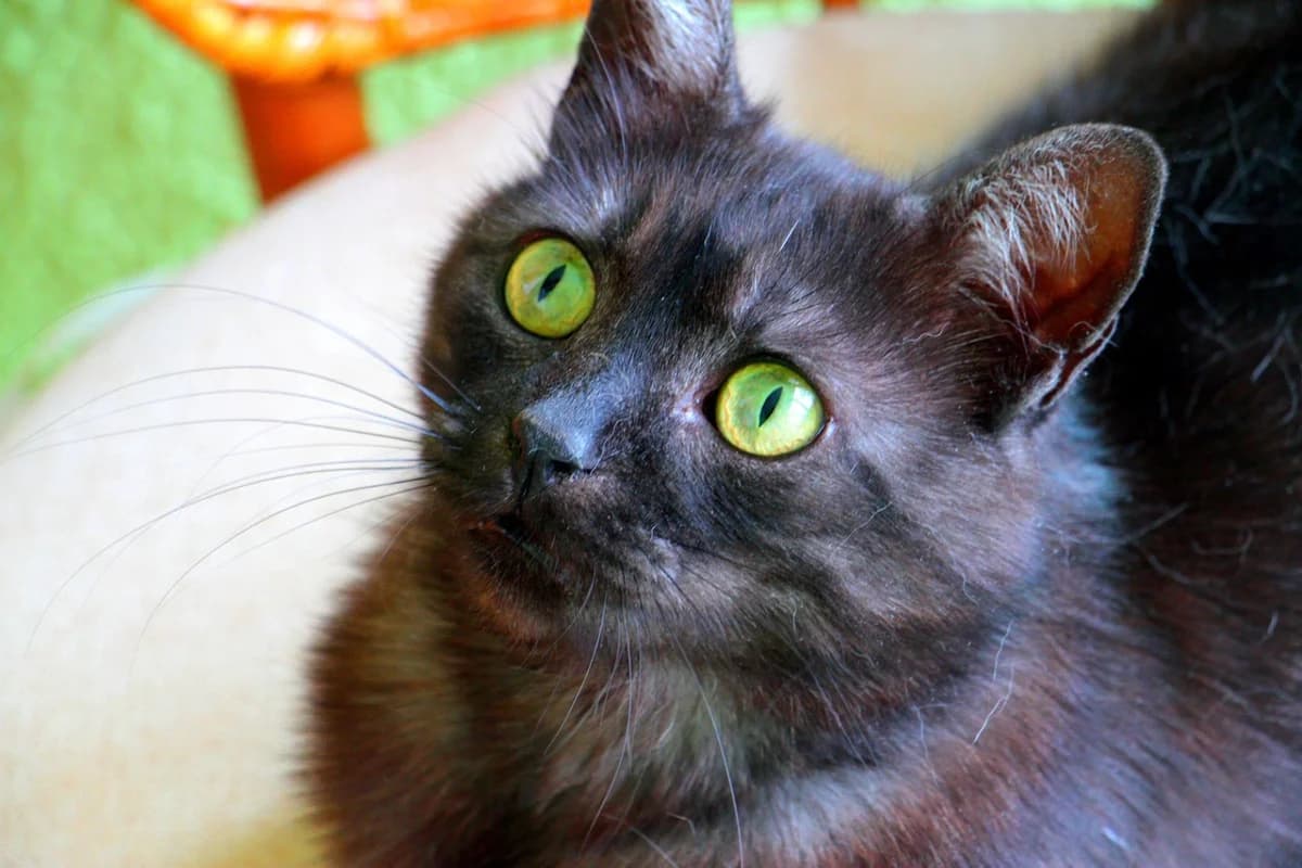 Shokoladnyy kotik v dar (Шоколадный котик в дар), Mixed Breed (Kotyata Darom)