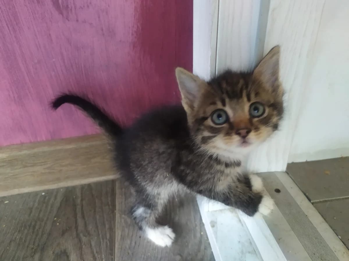 Kotyata v khoroshie ruki (Котята в хорошие руки), Mixed Breed (Kotyata Darom)