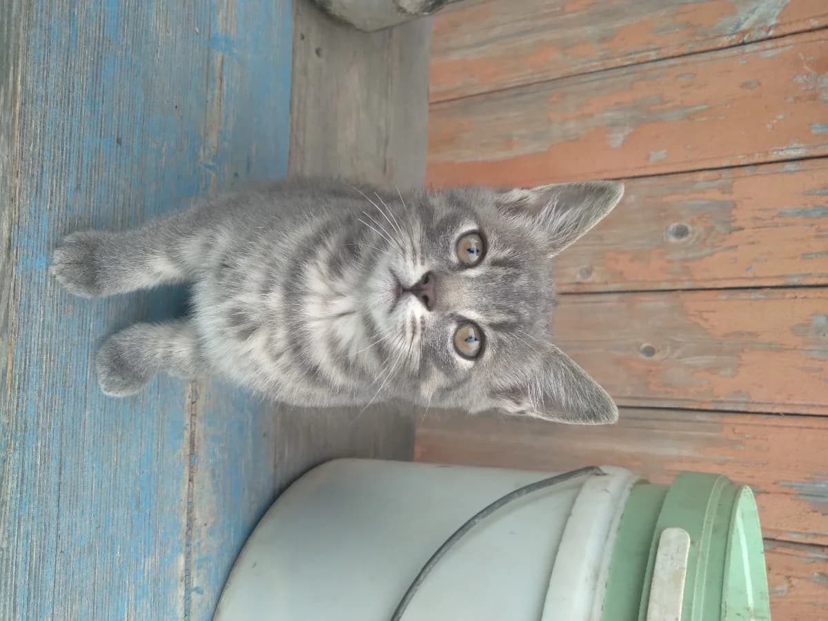 Daryu kotyat (Дарю котят), Mixed Breed (Kotyata Darom)