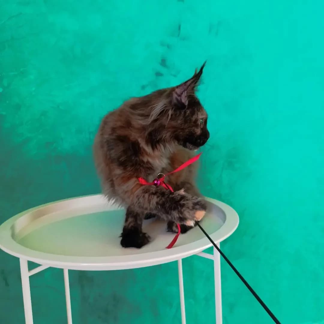 Kotyata meynkun (Котята мейнкун), Mixed Breed (Kotyata Darom)