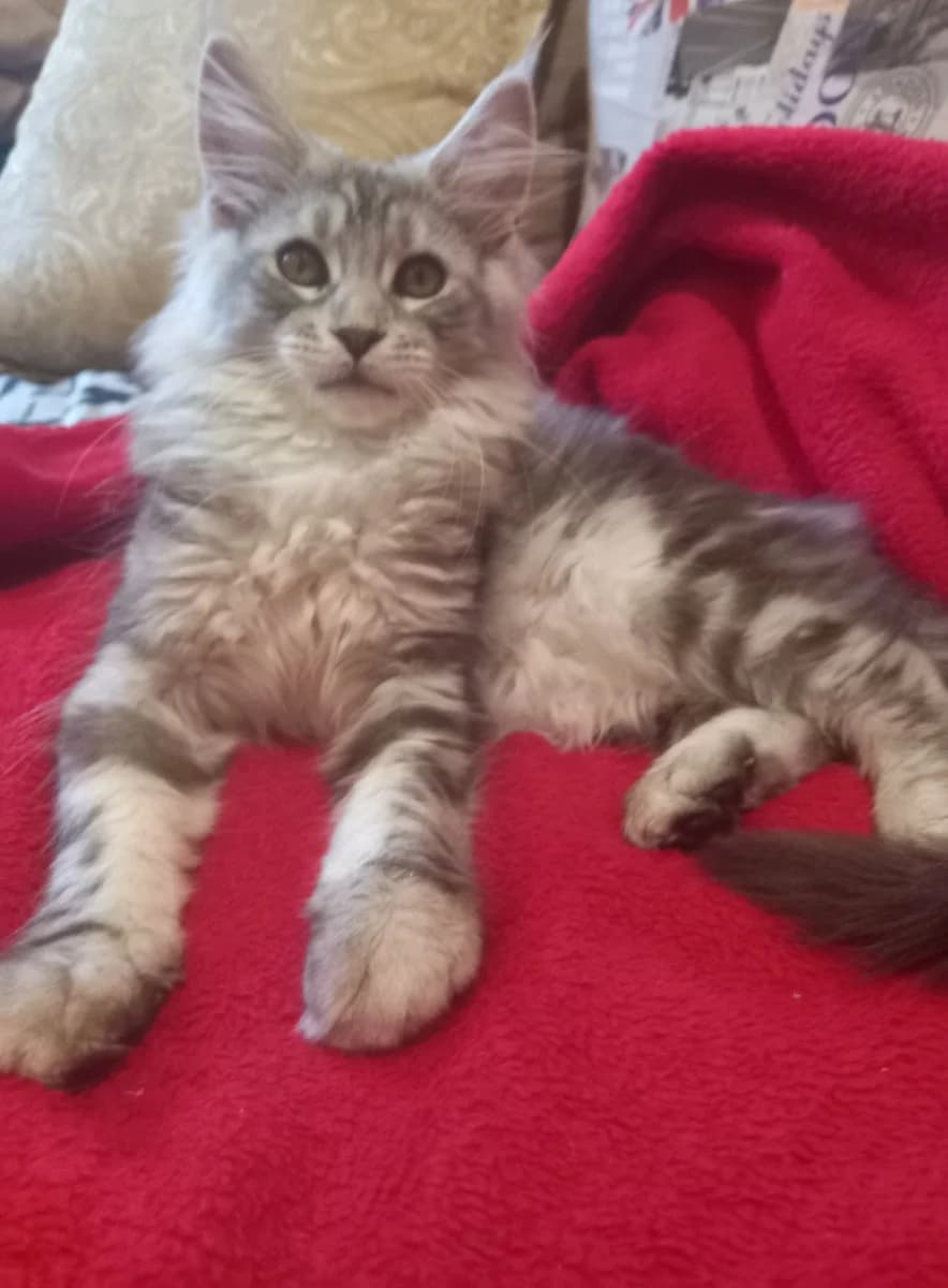 Kotyata porody meyn kun (Котята породы мейн кун), Mixed Breed (Kotyata Darom)