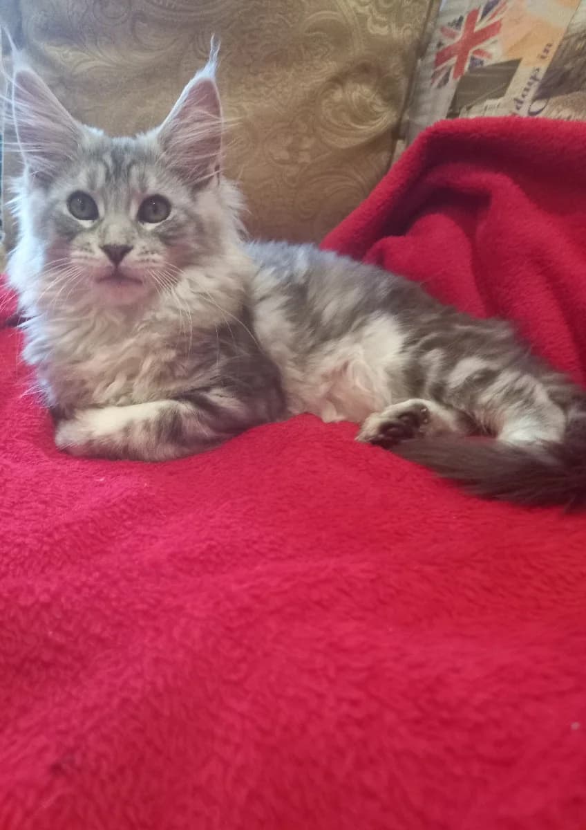 Koshechki meyn kun (Кошечки мейн кун), Mixed Breed (Kotyata Darom)