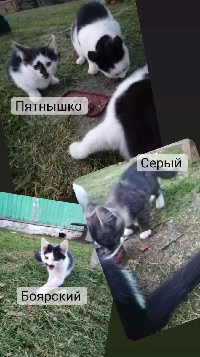 Boyarskiy, Pyatnyshko i Seryy ishtut dom (Боярский, Пятнышко и Серый ищут дом), Mixed Breed (Kotyata Darom)