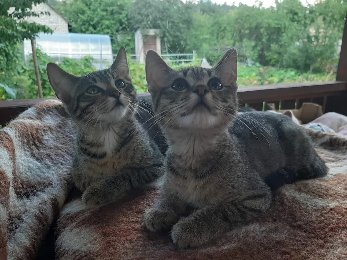 Kotyata v dar (Котята в дар), Mixed Breed (Kotyata Darom)