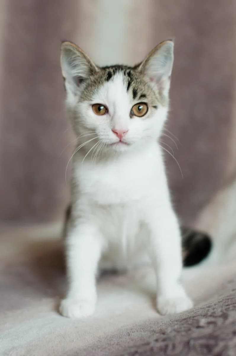 Kotyata 3 mesyatsa v dar (Котята 3 месяца в дар), Mixed Breed (Kotyata Darom)