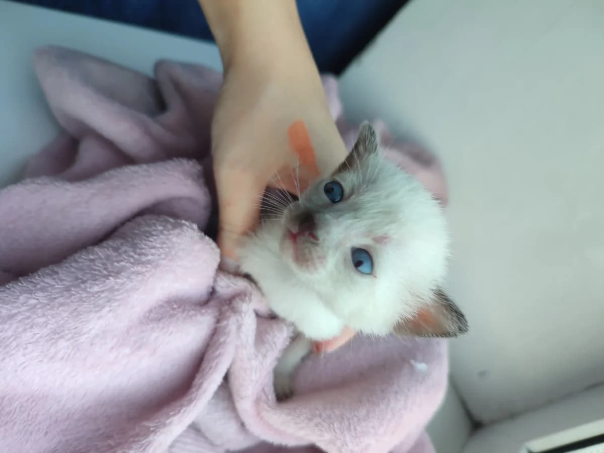Tayskie kotyata (Тайские котята), Mixed Breed (Kotyata Darom)