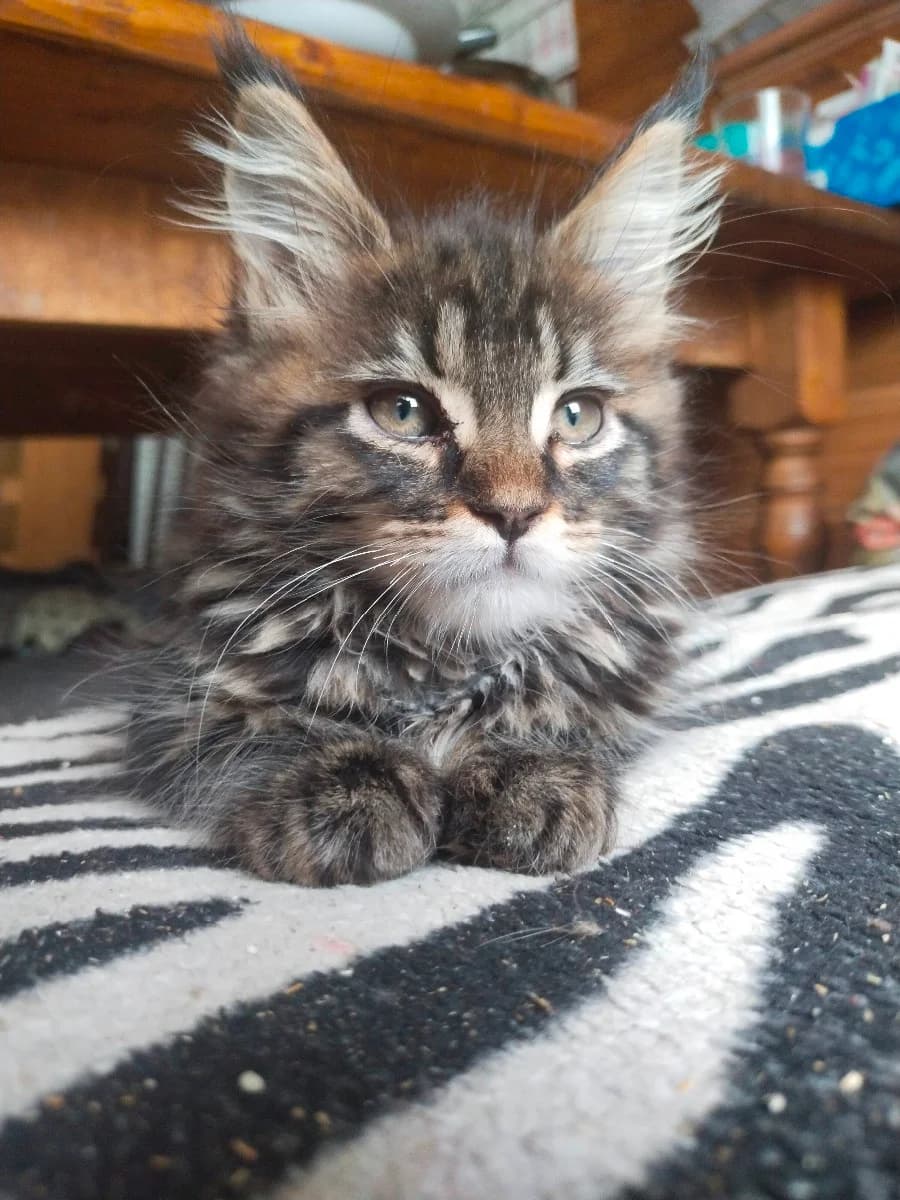 kotyata meyn-kuny ot porodistykh roditeley ishtut novyy dom (котята мейн-куны от породистых родителе, Mixed Breed (Kotyata Darom)