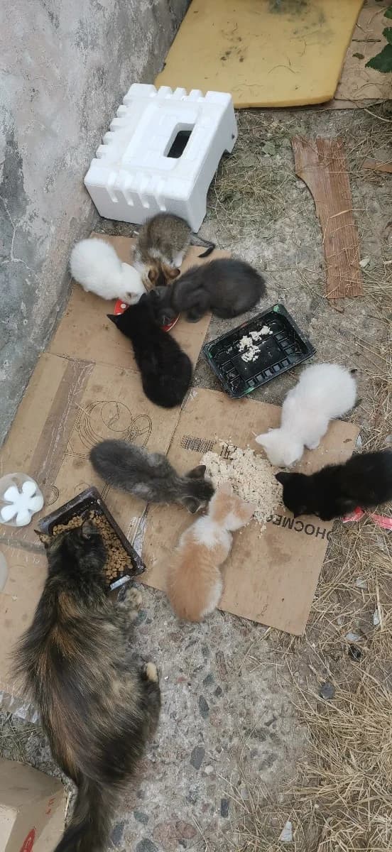 Malenkie kotyata v dar (Маленькие котята в дар), Mixed Breed (Kotyata Darom)