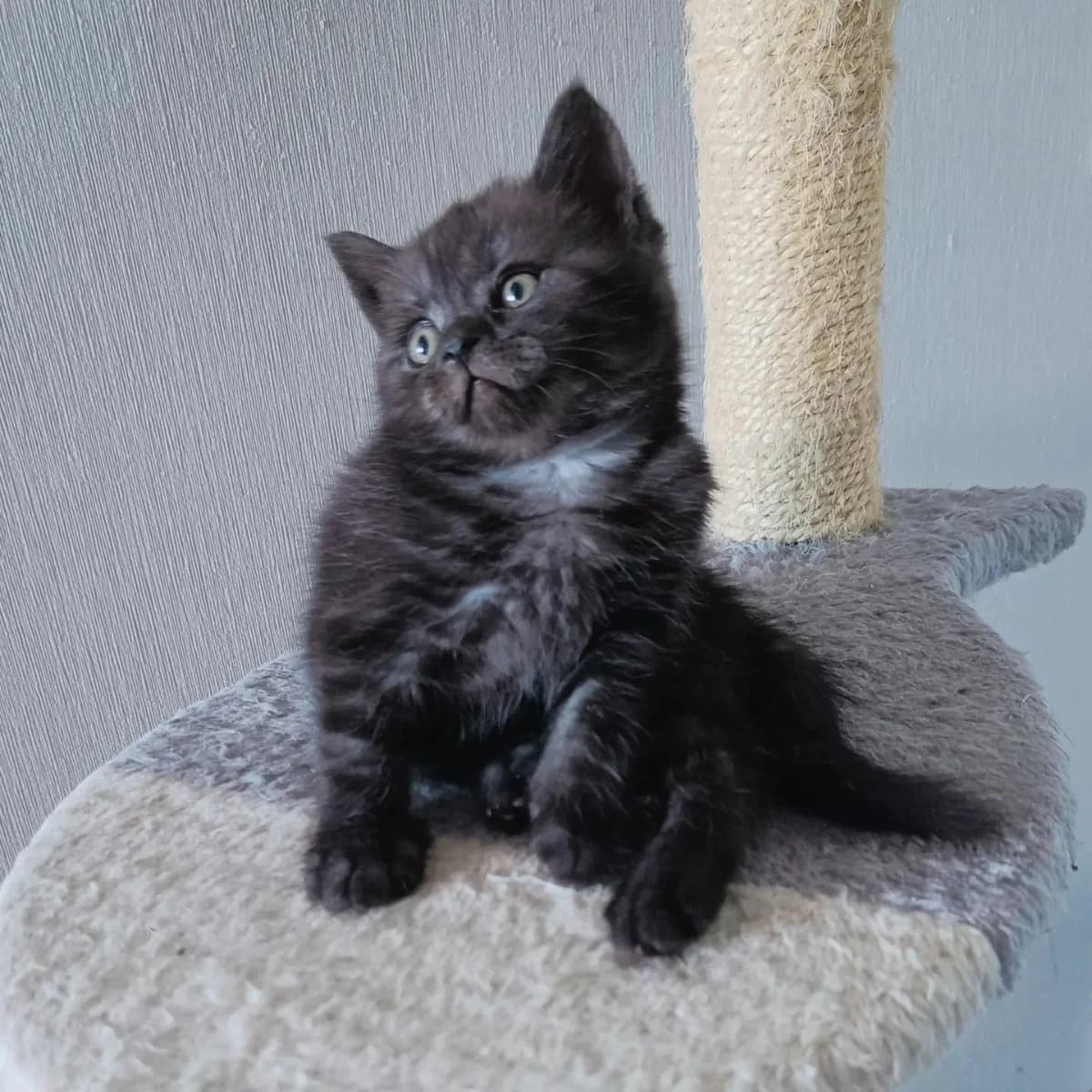 Shotlandskaya devochka (Шотландская девочка), Mixed Breed (Kotyata Darom)
