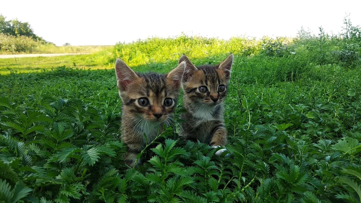 Kotyata 2.5 mesyatsa v dar (Котята 2.5 месяца в дар), Mixed Breed (Kotyata Darom)