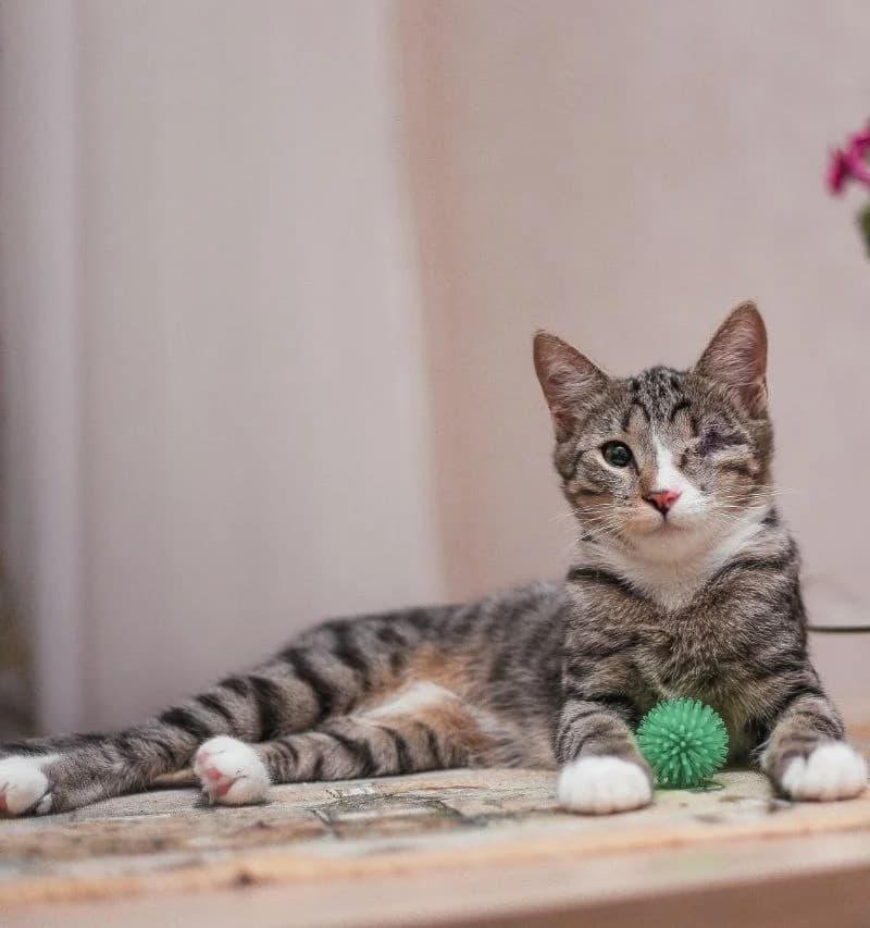 Kotenok v dobrye ruki (Котенок в добрые руки), Mixed Breed (Kotyata Darom)