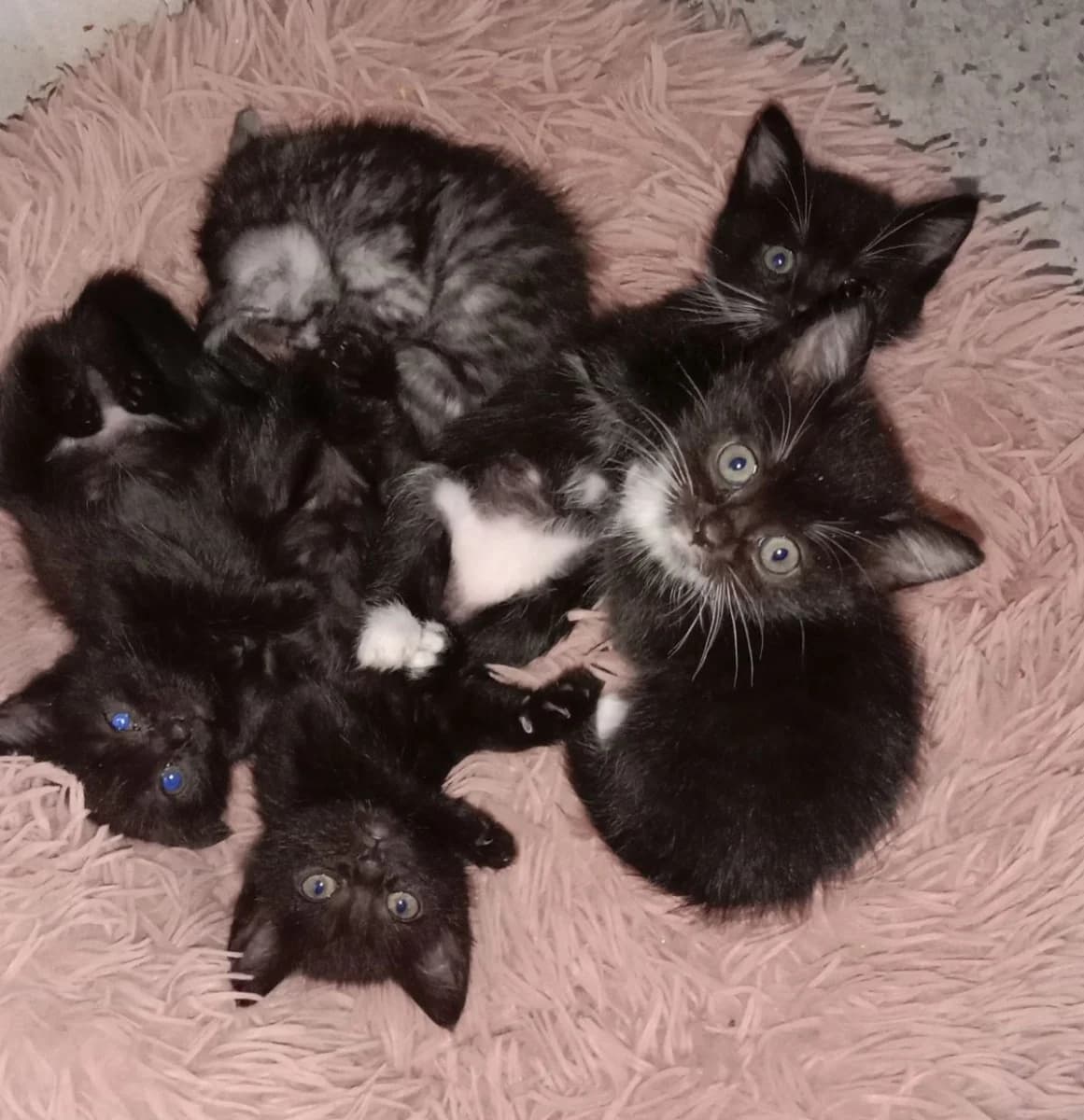 Kotyata (Котята), Mixed Breed (Kotyata Darom)