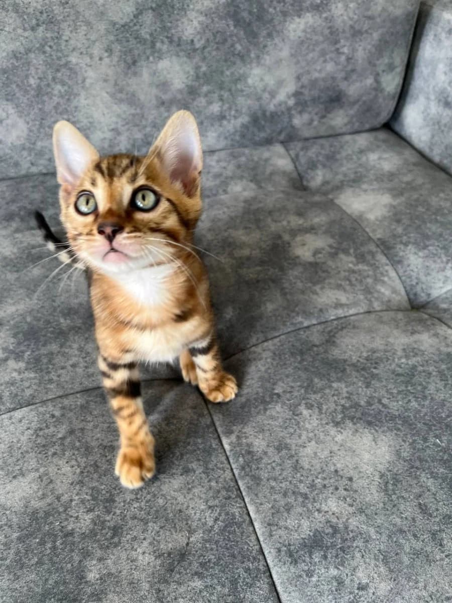Prodam bengalskikh kotyat (Продам бенгальских котят), Mixed Breed (Kotyata Darom)