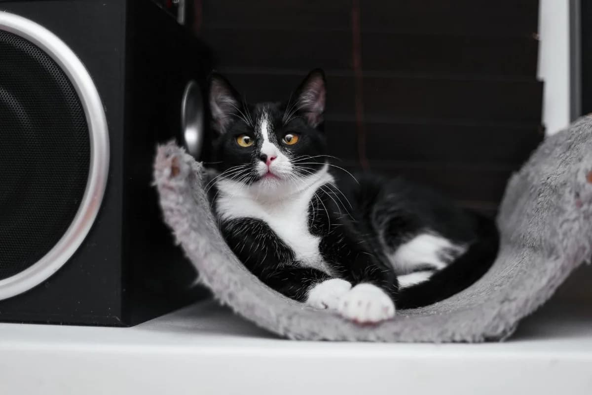 Gerda ishtet dom (Герда ищет дом), Mixed Breed (Kotyata Darom)
