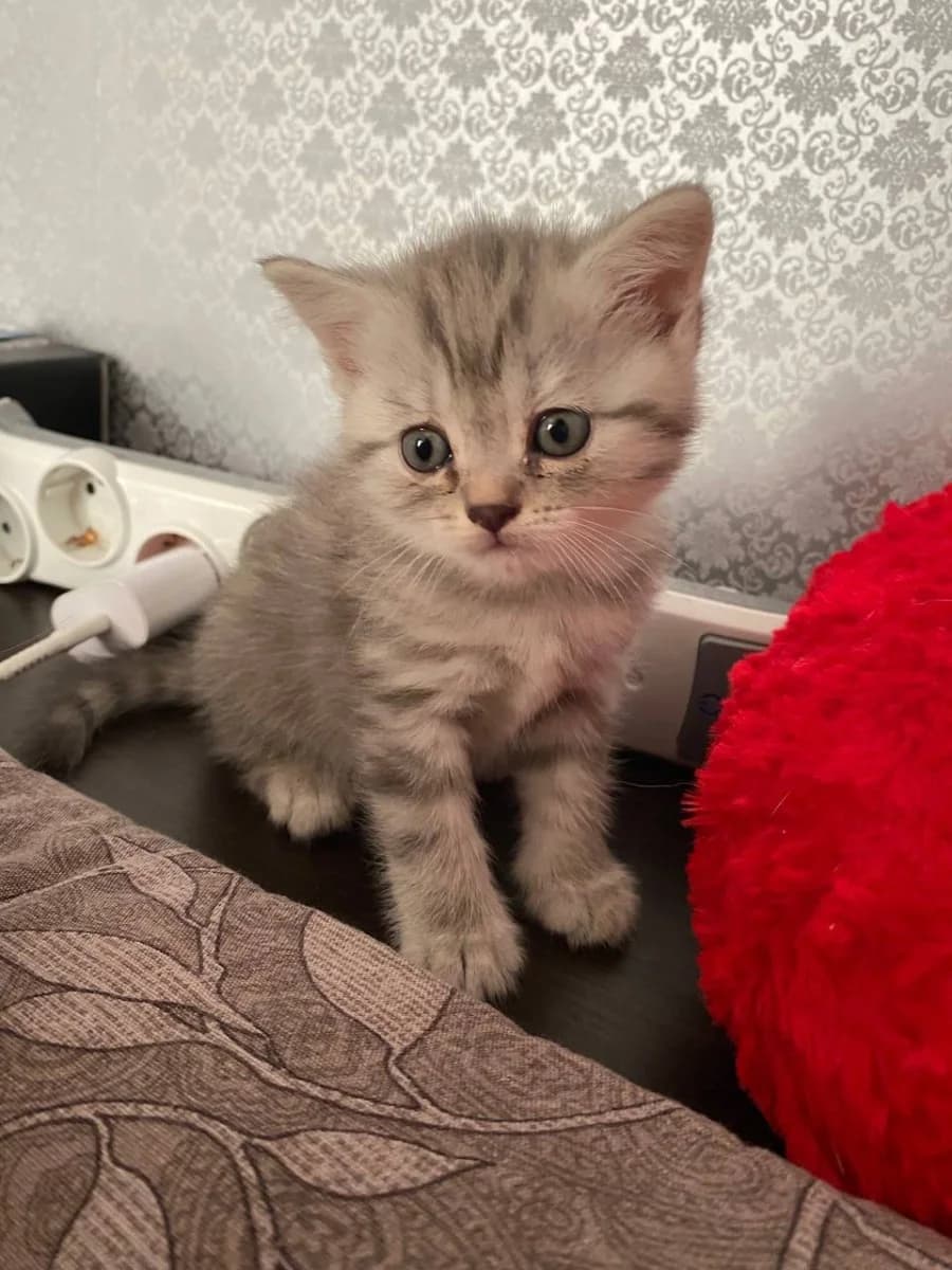 Shotlandskiy pryamoukhiy kotik (Шотландский прямоухий котик), Mixed Breed (Kotyata Darom)