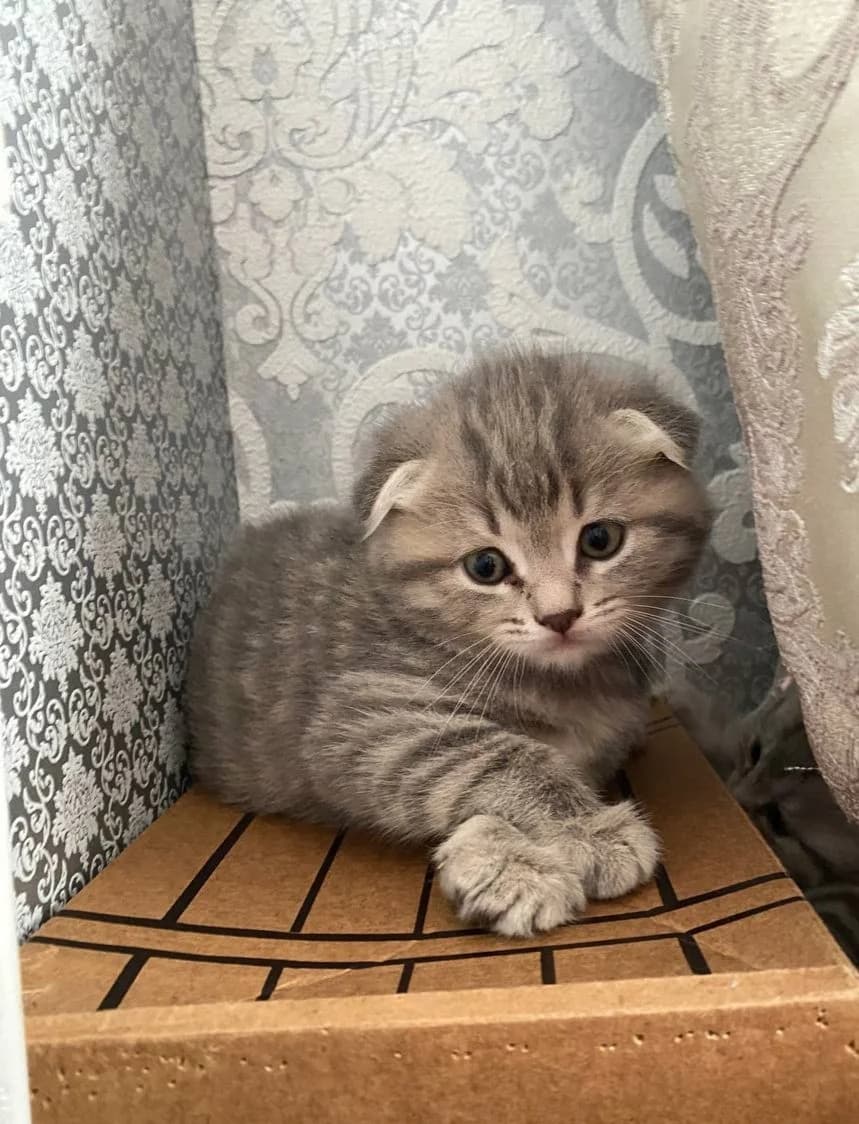 Shotlandskiy visloukhiy kotik (Шотландский вислоухий котик), Mixed Breed (Kotyata Darom)