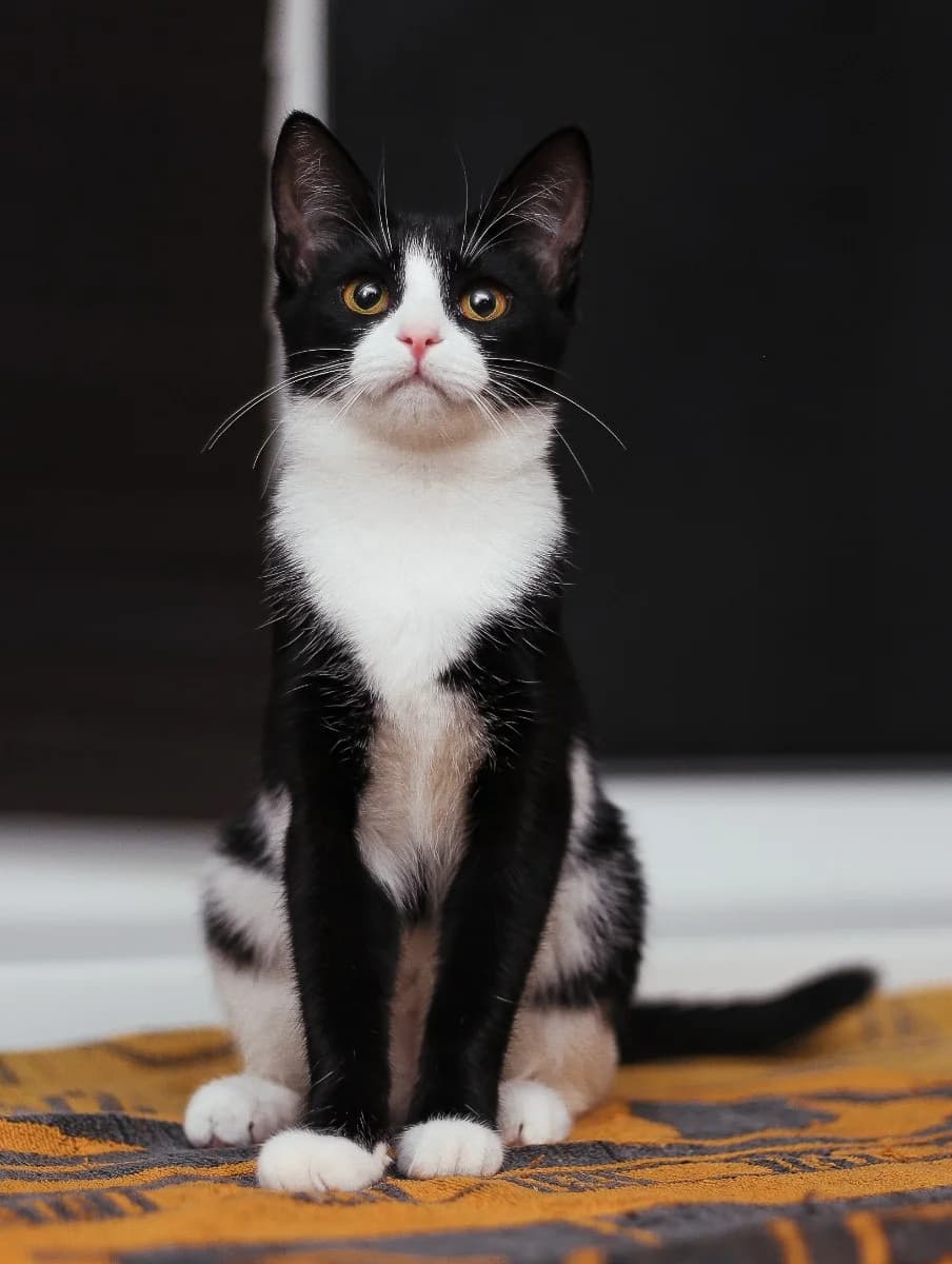 Kaya ishtet dom (Кая ищет дом), Mixed Breed (Kotyata Darom)