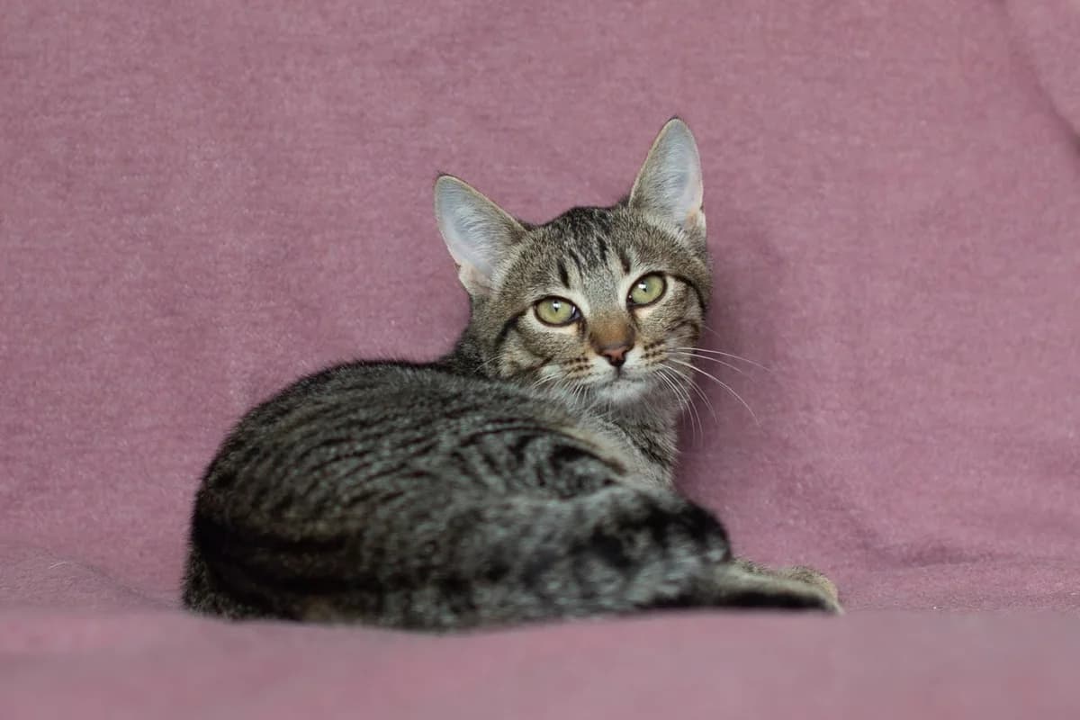 Kotyata v dar (Котята в дар), Mixed Breed (Kotyata Darom)