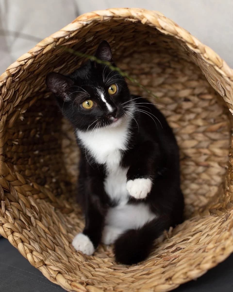 kotenok-podrostok v dar besplatno (котенок-подросток в дар бесплатно), Mixed Breed (Kotyata Darom)