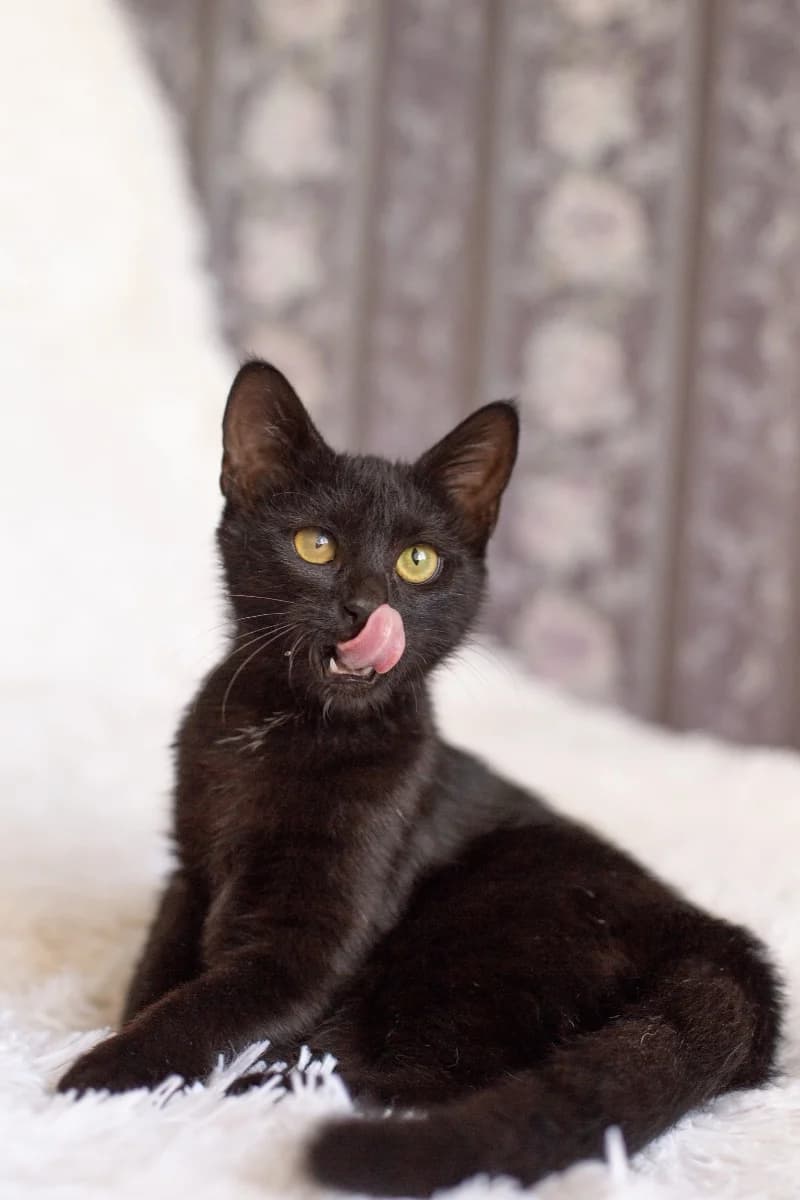 kotenok v dar besplatno (котенок в дар бесплатно), Mixed Breed (Kotyata Darom)
