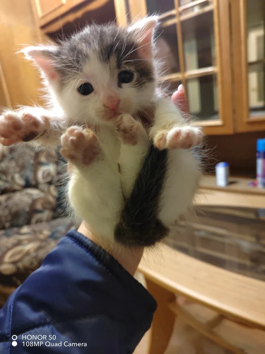 Kotenok 1,5 mesyatsa v dar (Котенок 1,5 месяца в дар), Mixed Breed (Kotyata Darom)
