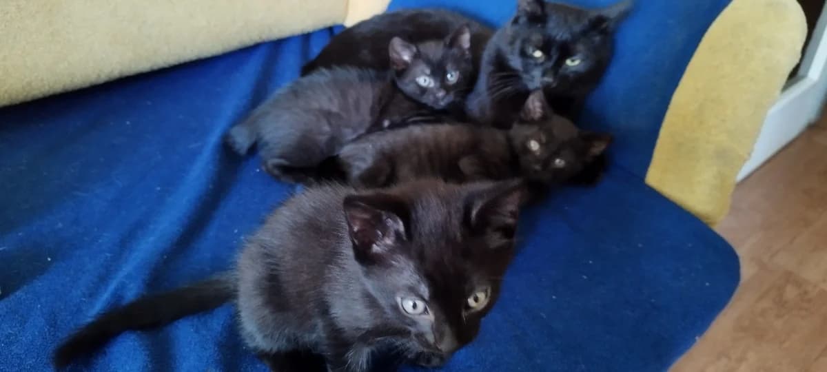 Kotyata (Котята), Mixed Breed (Kotyata Darom)