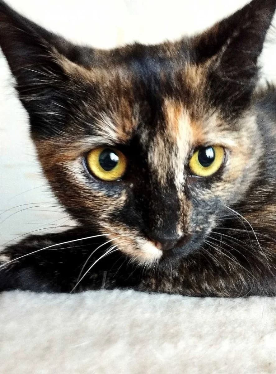 Malyshka ishtet semyu (Малышка ищет семью), Mixed Breed (Kotyata Darom)
