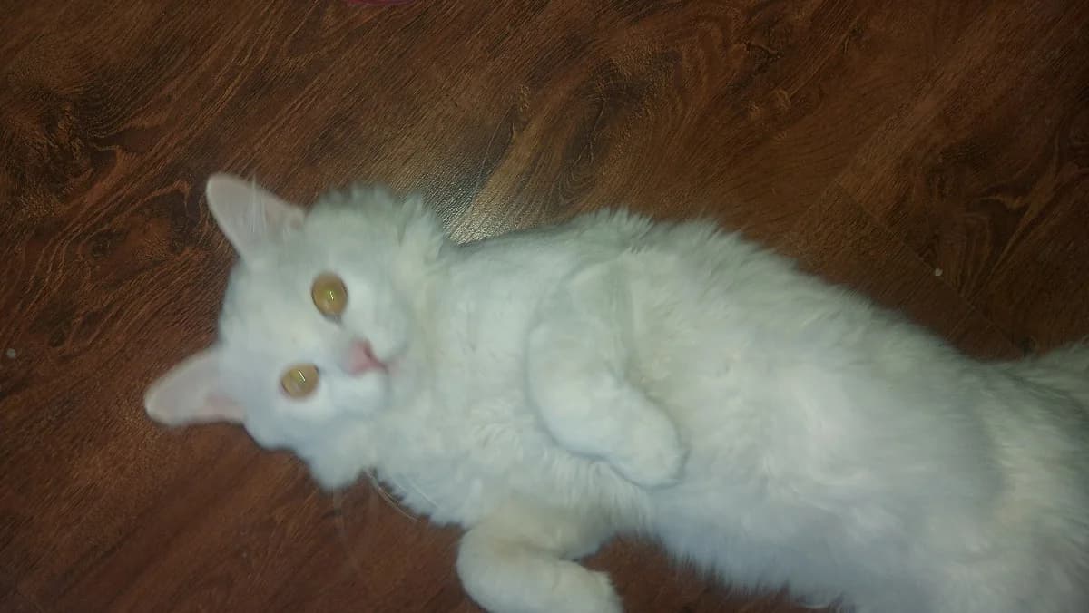 Porodistyy kot Martik srochno ishtet khozyaev (Породистый кот Мартик срочно ищет хозяев), Mixed Breed (Kotyata Darom)