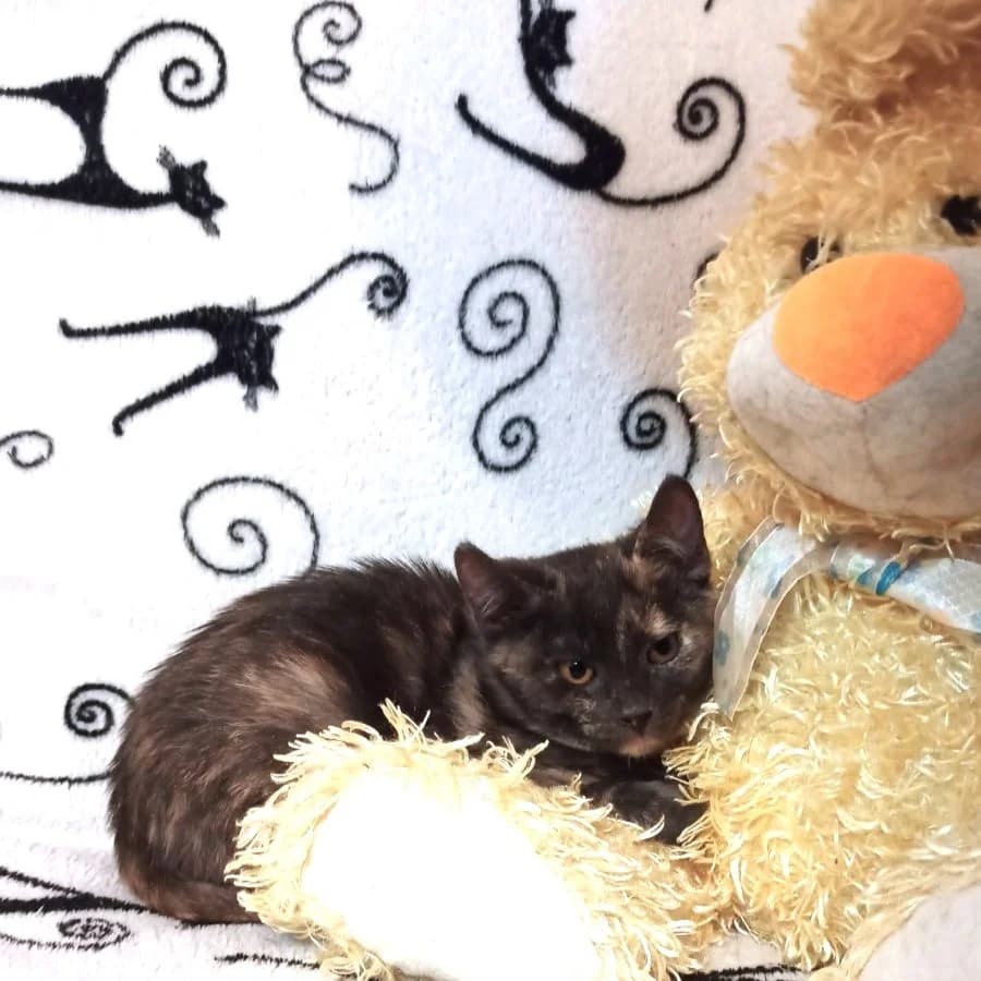 Kotyata v dar (Котята в дар), Mixed Breed (Kotyata Darom)