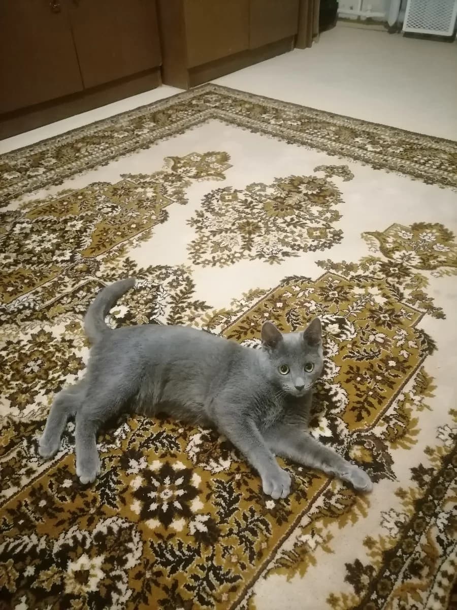 Otdam kotёnka v dobrye ruki (Отдам котёнка в добрые руки), Mixed Breed (Kotyata Darom)