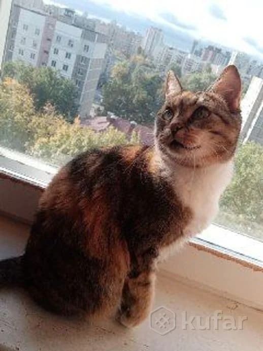 Koshka Sonechka v khoroshie ruki,3 goda,sterilizovana (Кошка Сонечка в хорошие руки,3 года,стерилизо, Mixed Breed (Kotyata Darom)