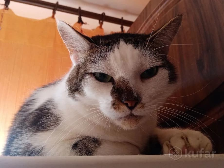 Kot v poiskakh lyubyashtikh khozyaev. 6 let. Kastrirovan (Кот в поисках любящих хозяев. 6 лет. Кастр, Mixed Breed (Kotyata Darom)