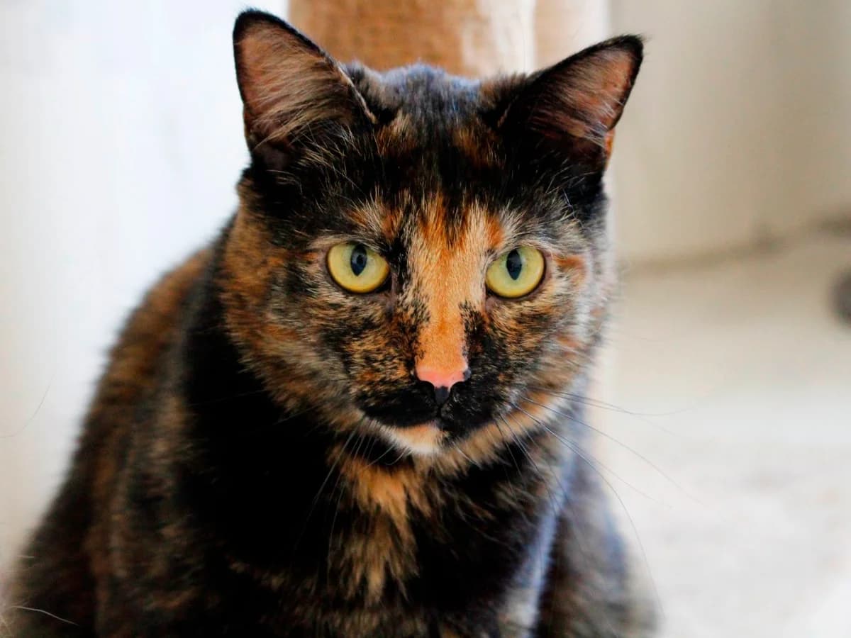 Koshechka Asya ishtet dom (Кошечка Ася ищет дом), Mixed Breed (Kotyata Darom)