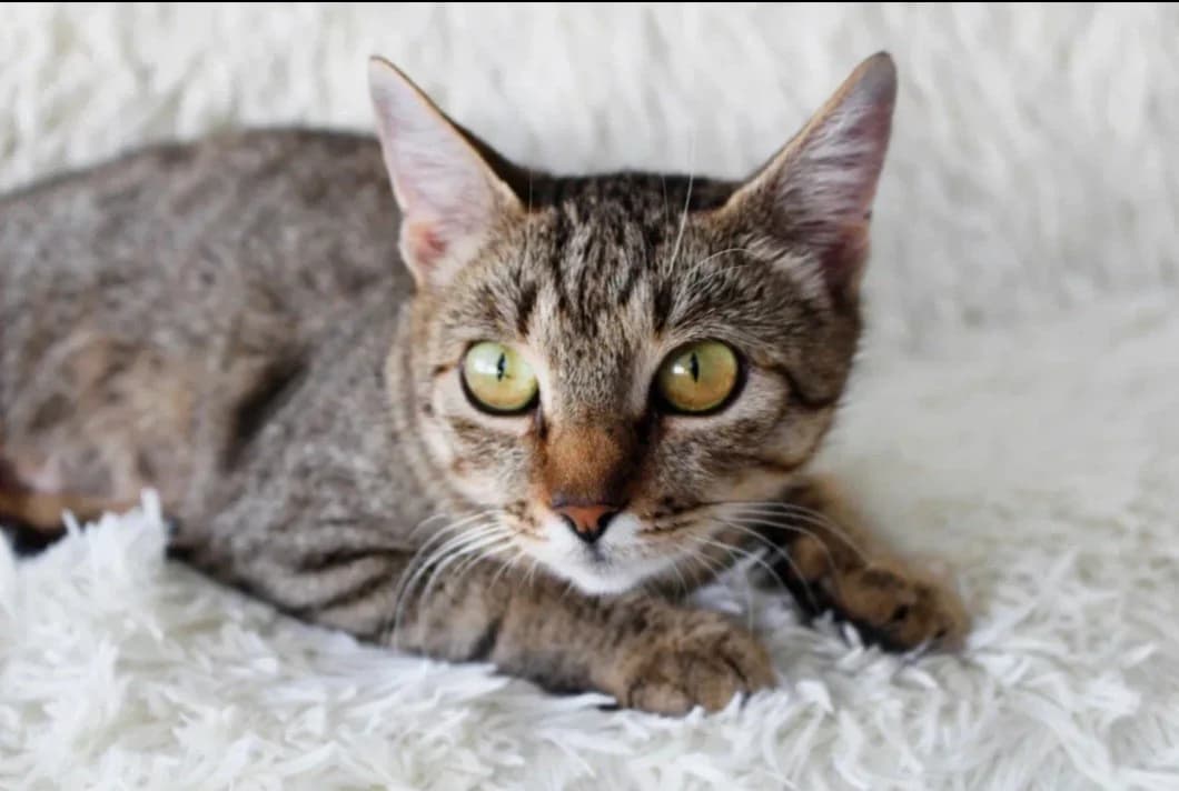 Koshka Mashulya ishtet dom (Кошка Машуля ищет дом), Mixed Breed (Kotyata Darom)