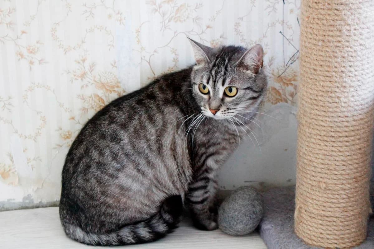 Koshka metis britanki ishtet dom (Кошка метис британки ищет дом), Mixed Breed (Kotyata Darom)