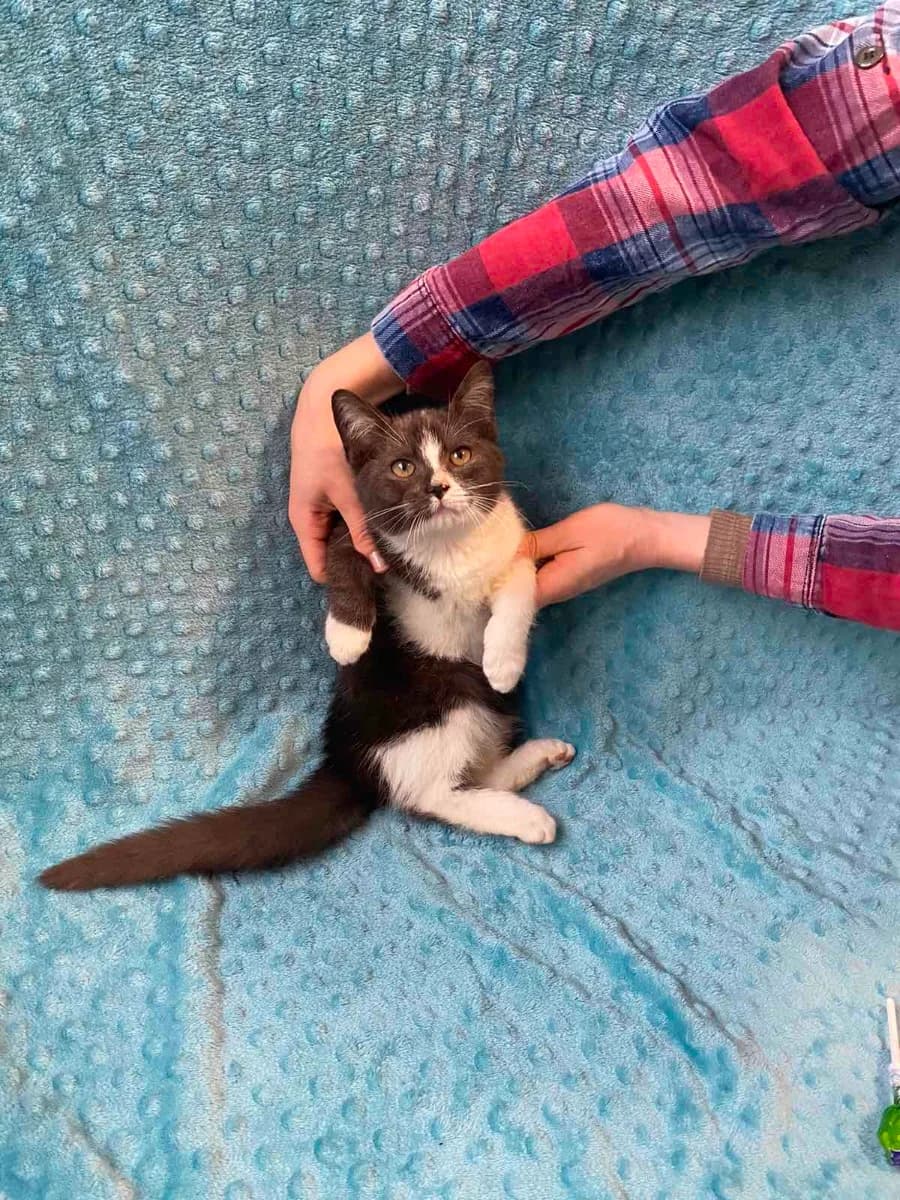 Laskovyy kotenok ishtet dom, 3 mesyatsa (Ласковый котенок ищет дом, 3 месяца), Mixed Breed (Kotyata Darom)