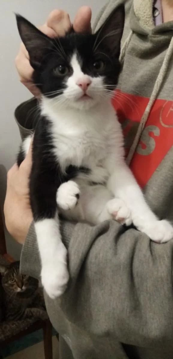 Kotenok s neobychnym okrasom (Котенок с необычным окрасом), Mixed Breed (Kotyata Darom)