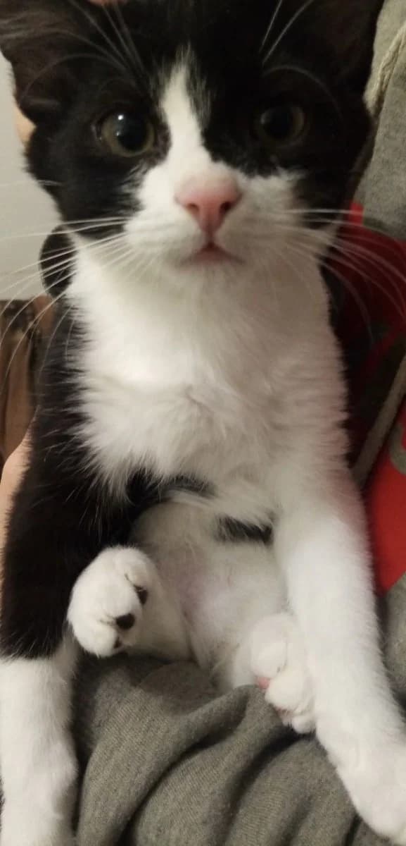 Kotenok s neobychnym okrasom (Котенок с необычным окрасом), Mixed Breed (Kotyata Darom)
